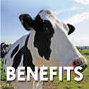 cozy cow benefits